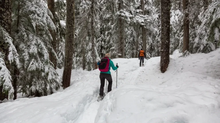 Discover Whistler & Sea to Sky Gondola Day Tour | FlyDunya